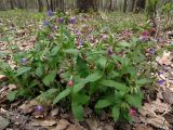 Pulmonaria obscura