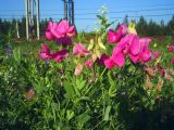Lathyrus tuberosus