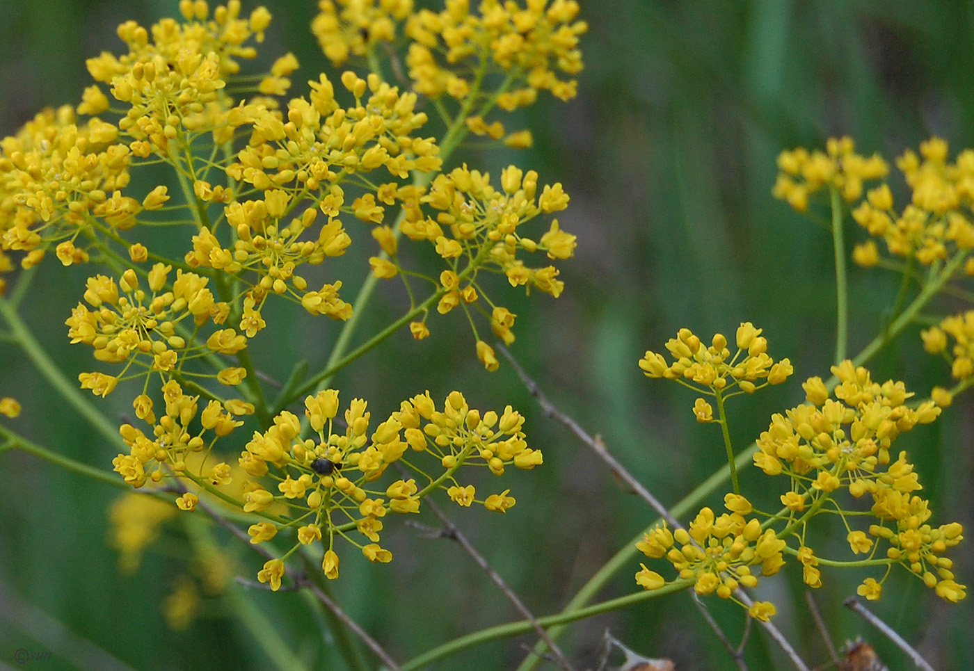 Изображение особи Isatis campestris.