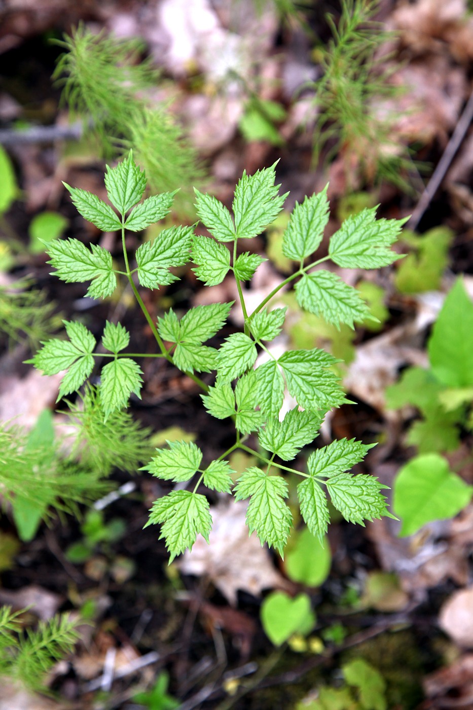 Image of Actaea spicata specimen.