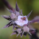 Nepeta parviflora. Цветок и бутоны. Ростовская обл., Неклиновский р-н, Фёдоровское с/п, дол. р. Мокрый Еланчик, луг на склоне. 26.05.2017.