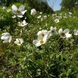 Anemone sylvestris