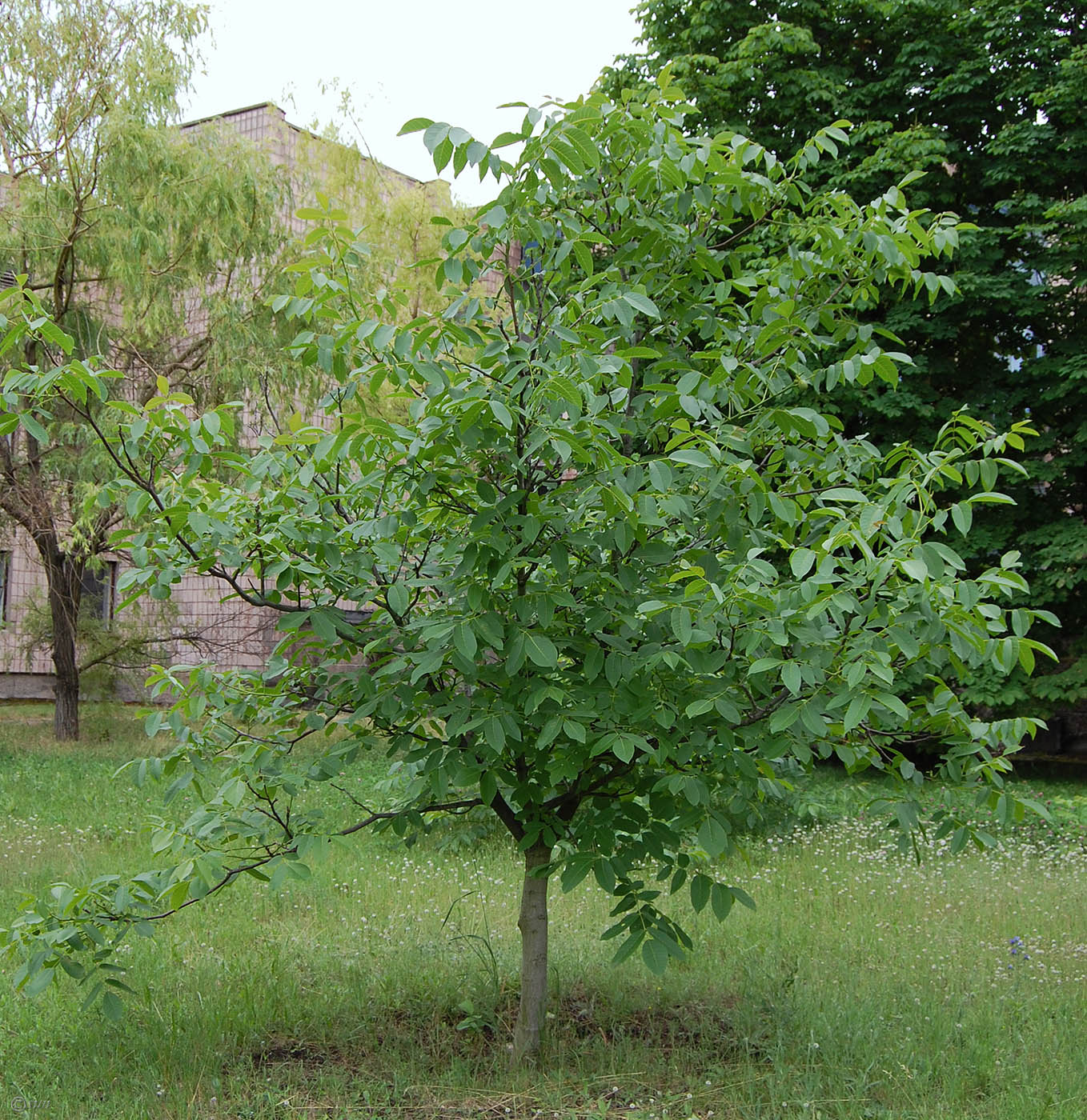 Изображение особи Juglans regia.