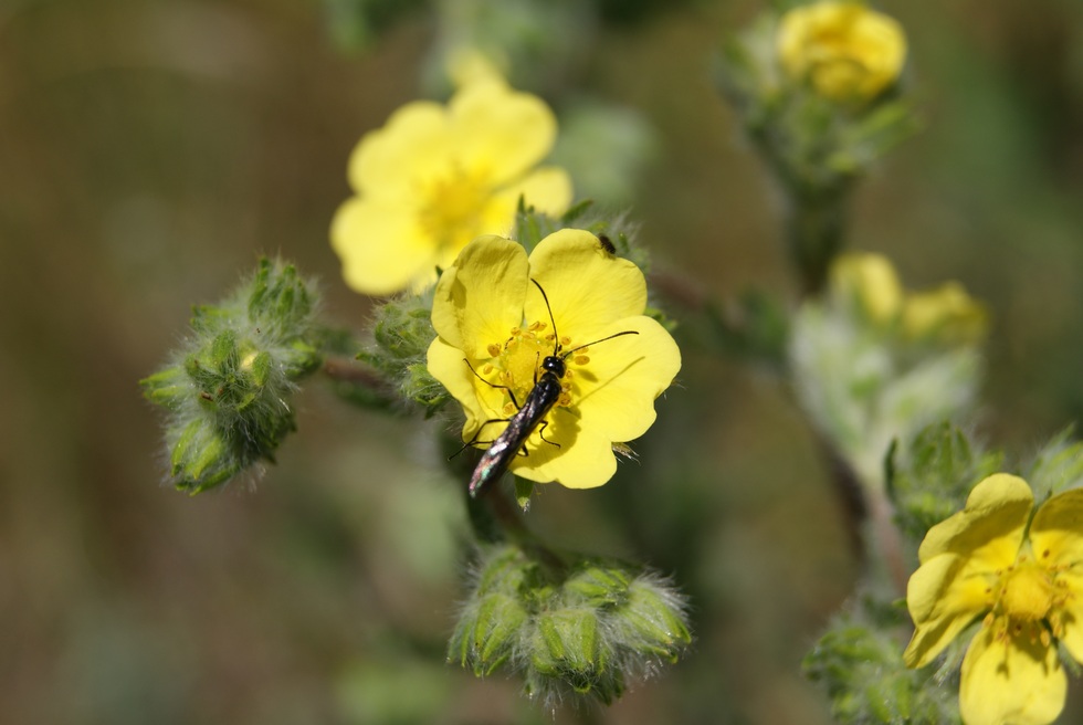 Изображение особи Potentilla recta.