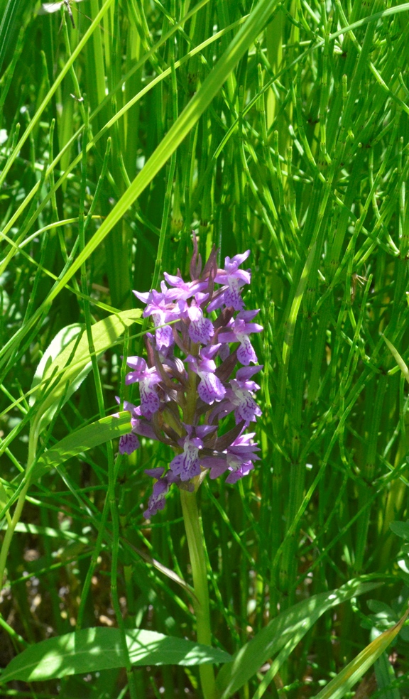 Изображение особи род Dactylorhiza.