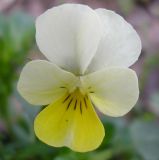 Viola matutina