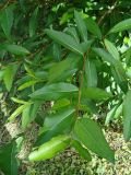 Populus laurifolia