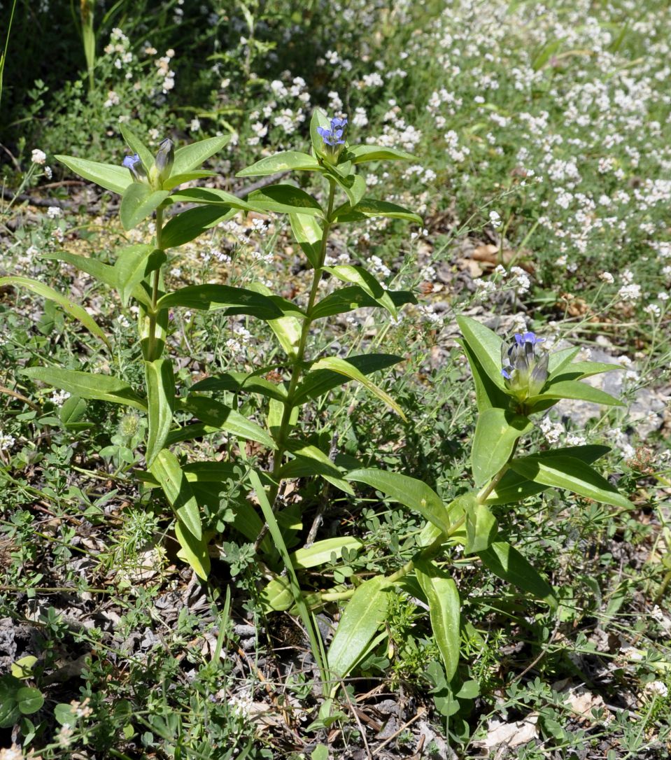 Image of Gentiana cruciata specimen.