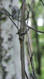 Atragene ochotensis. Часть взрослого побега. Камчатский край, Елизовский р-н, долина реки Авача, лиственный лес. 29.06.2017.