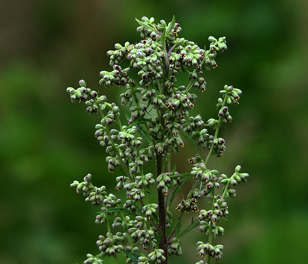 Изображение особи Artemisia vulgaris.