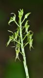 Image of taxon representative. Author is Вера Волкотруб