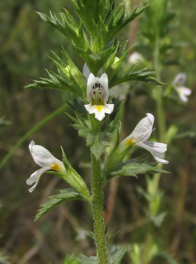 Изображение особи род Euphrasia.