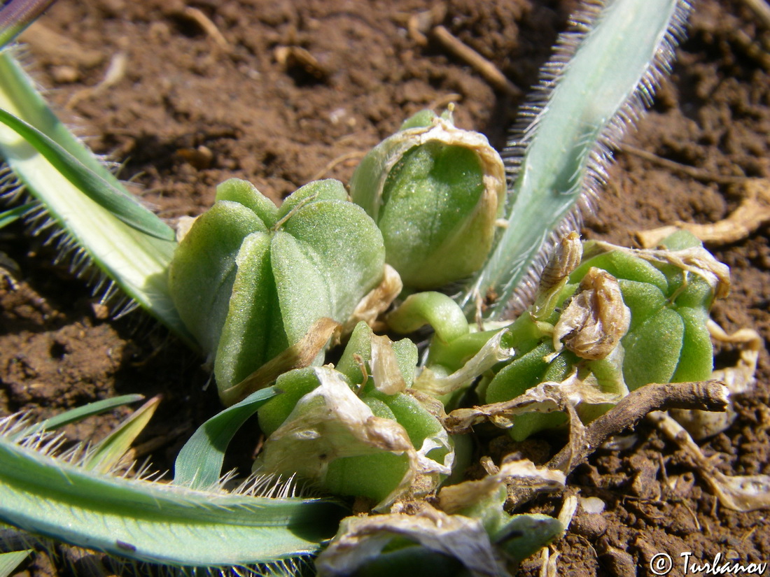 Image of Ornithogalum fimbriatum specimen.