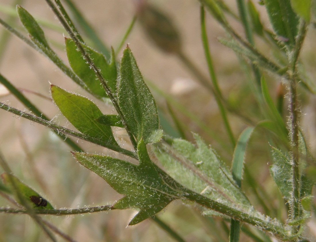 Изображение особи Klasea erucifolia.