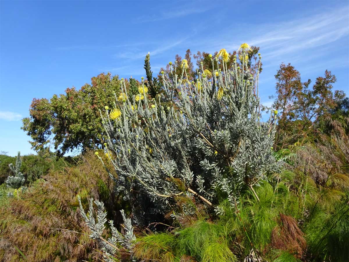 Image of Leucospermum reflexum specimen.