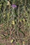 Centaurea jacea. Цветущее растение. Саратов, Кумысная поляна, в хвойно-лиственных посадках. 17.09.2017.