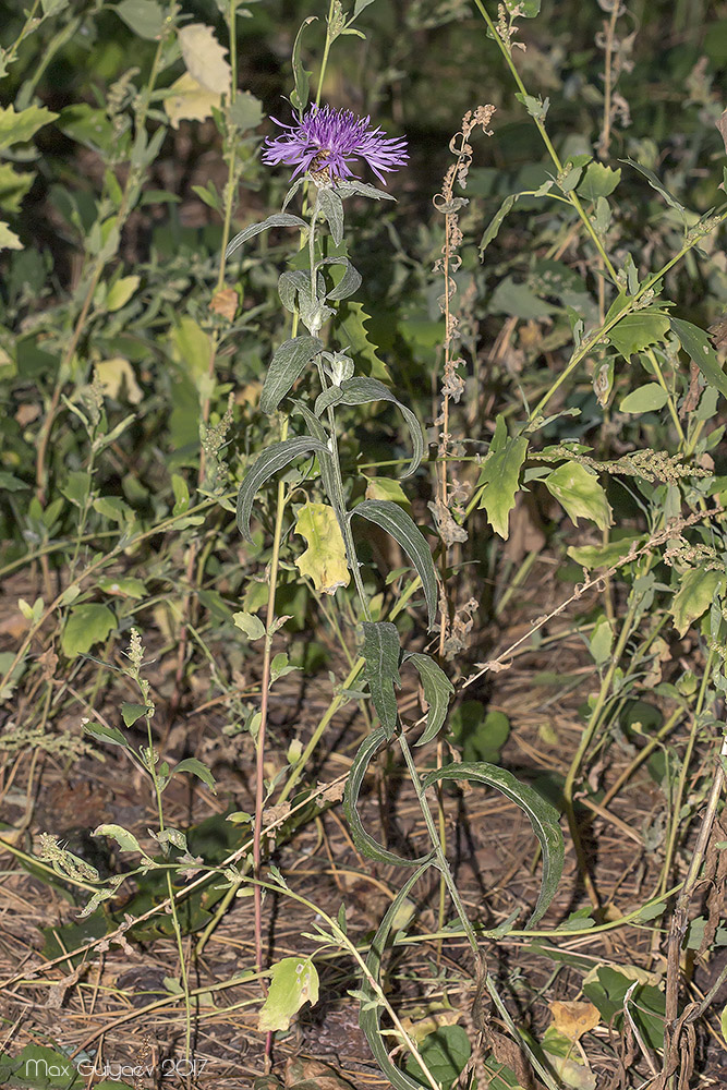 Image of Centaurea jacea specimen.