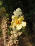 Verbascum ovalifolium. Верхушка соцветия. Украина, Днепропетровская обл., Синельниковский р-н, возле дороги. 21.09.2017.