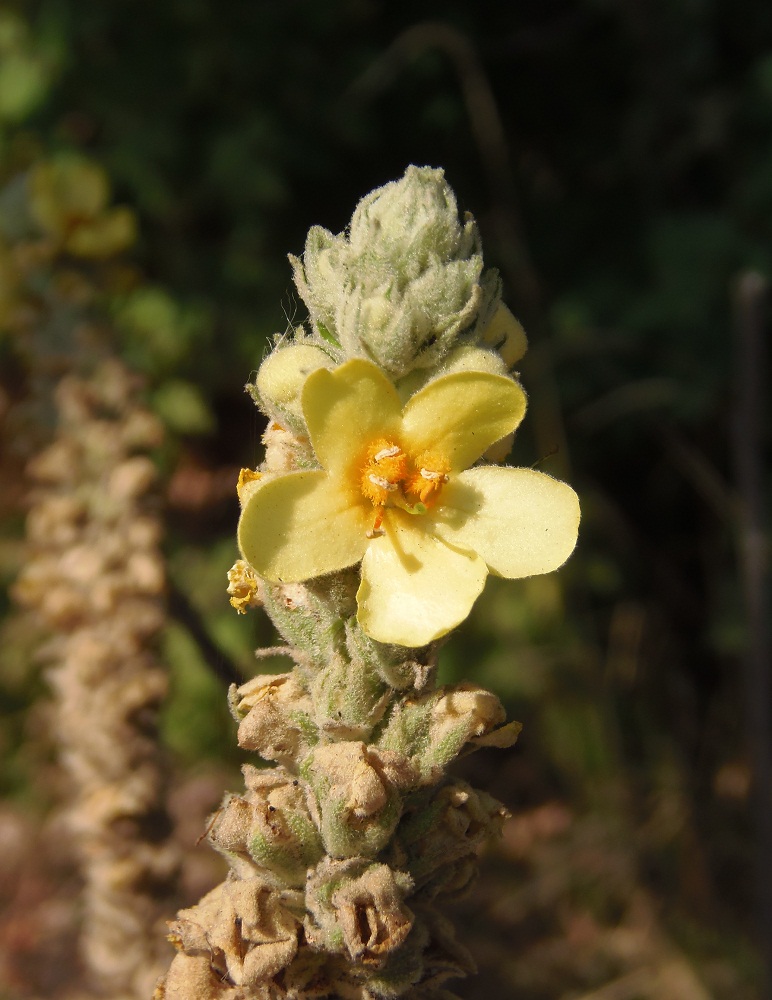 Изображение особи Verbascum ovalifolium.