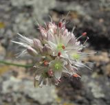 Allium saxatile. Соцветие. Кабардино-Балкария, Эльбрусский р-н, окр. пос. Эльбрус, ок. 1900 м н.у.м., скальное обнажение. 31.07.2017.