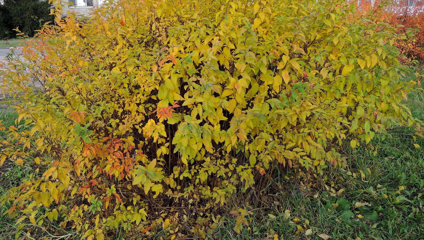 Image of genus Spiraea specimen.