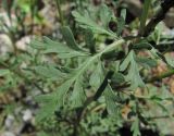 Pyrethrum glanduliferum