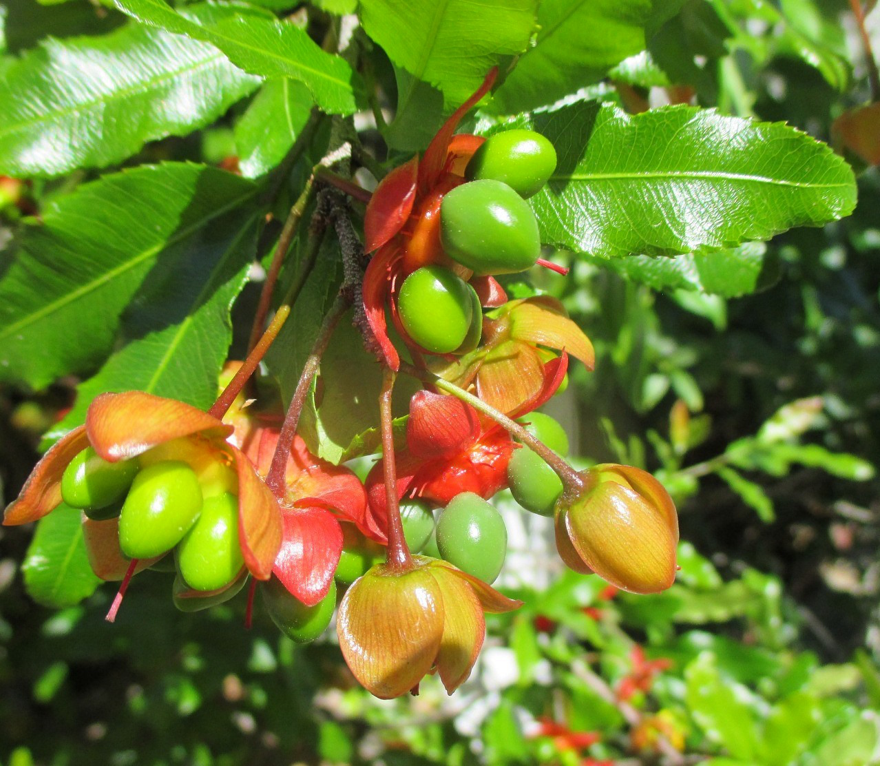 Изображение особи Ochna serrulata.