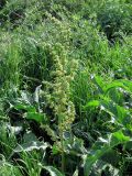 Rumex crispus. Цветущее растение. Крым, Керченский п-ов, с. Бондаренково. 1 мая 2010 г.