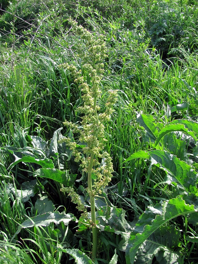 Изображение особи Rumex crispus.