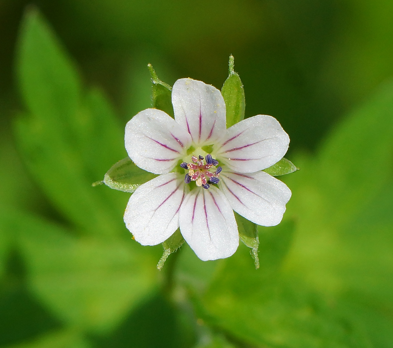 Image of Geranium sibiricum specimen.