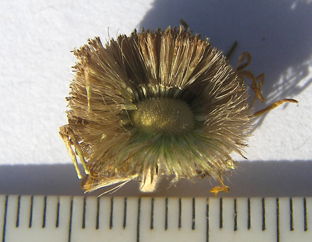 Image of Pulicaria dysenterica specimen.