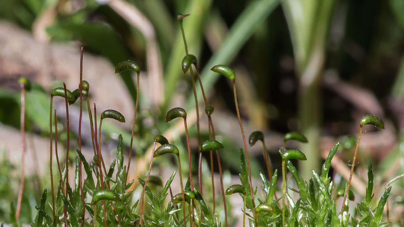 Изображение особи Calliergon cordifolium.