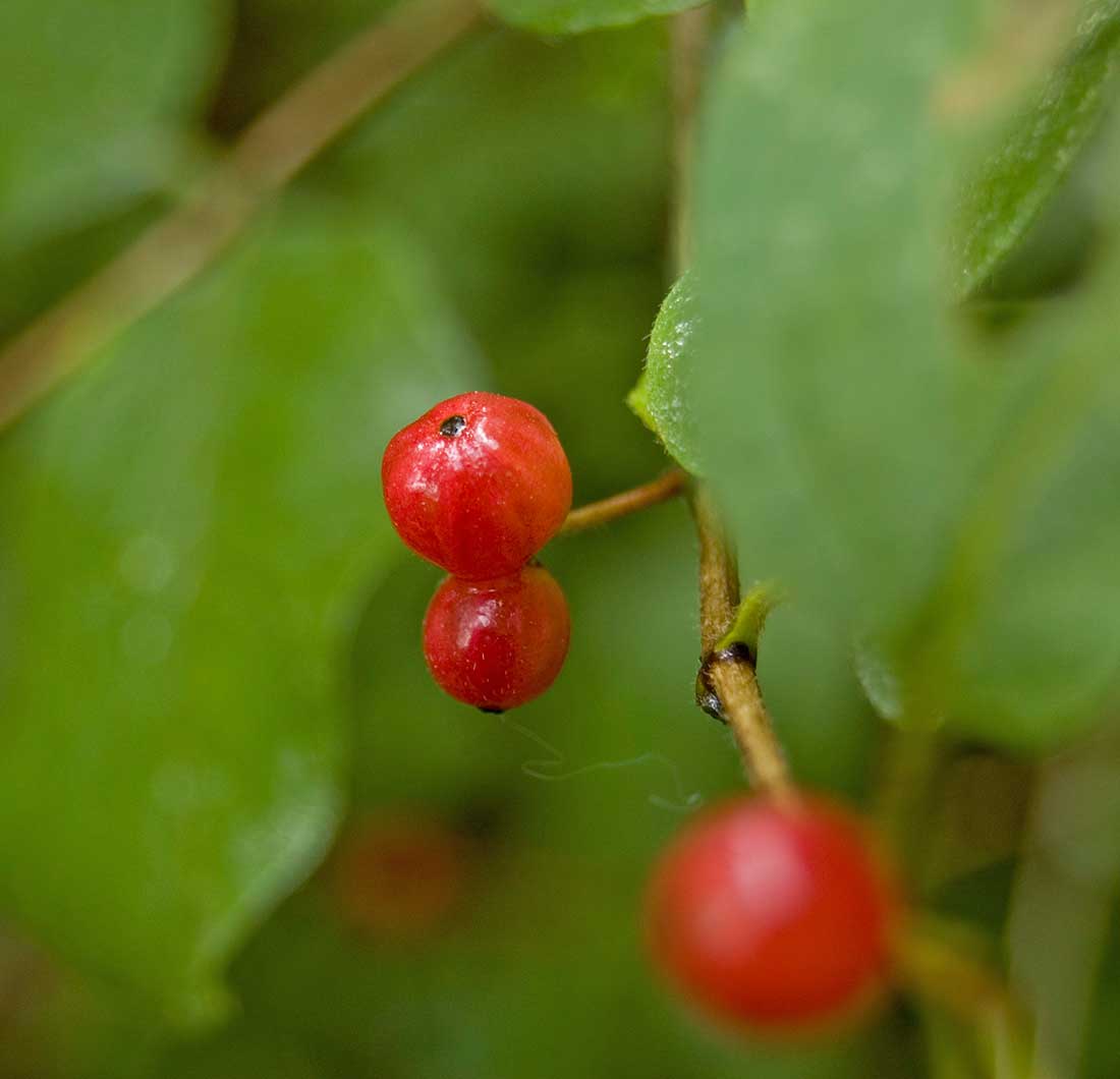 Изображение особи Lonicera xylosteum.