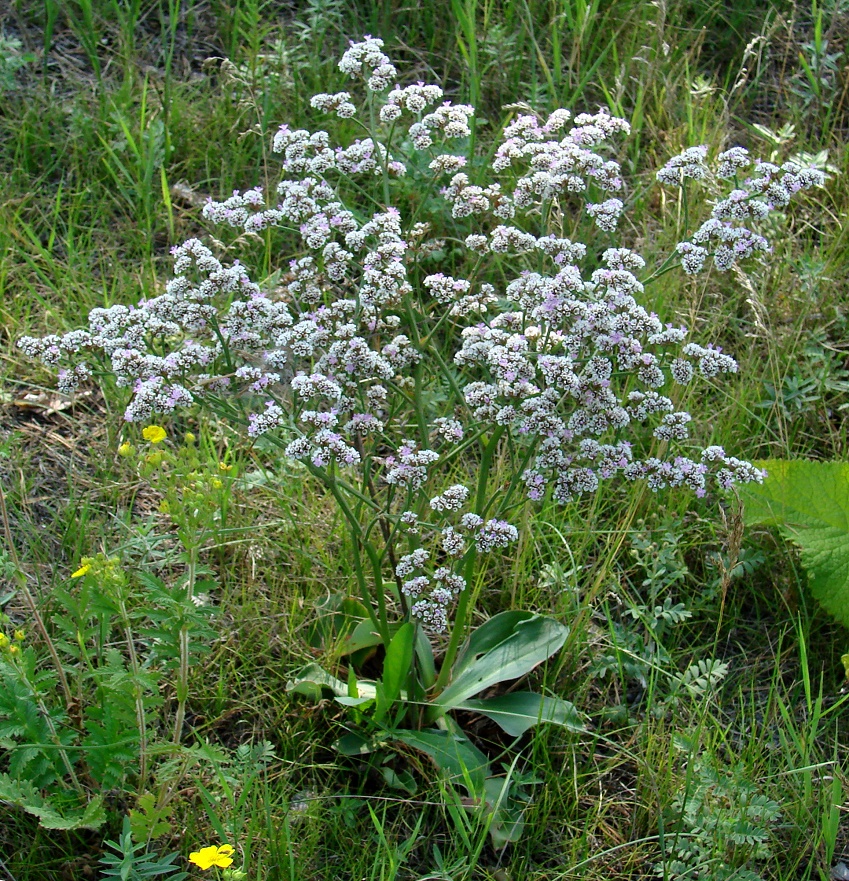 Изображение особи Goniolimon speciosum.