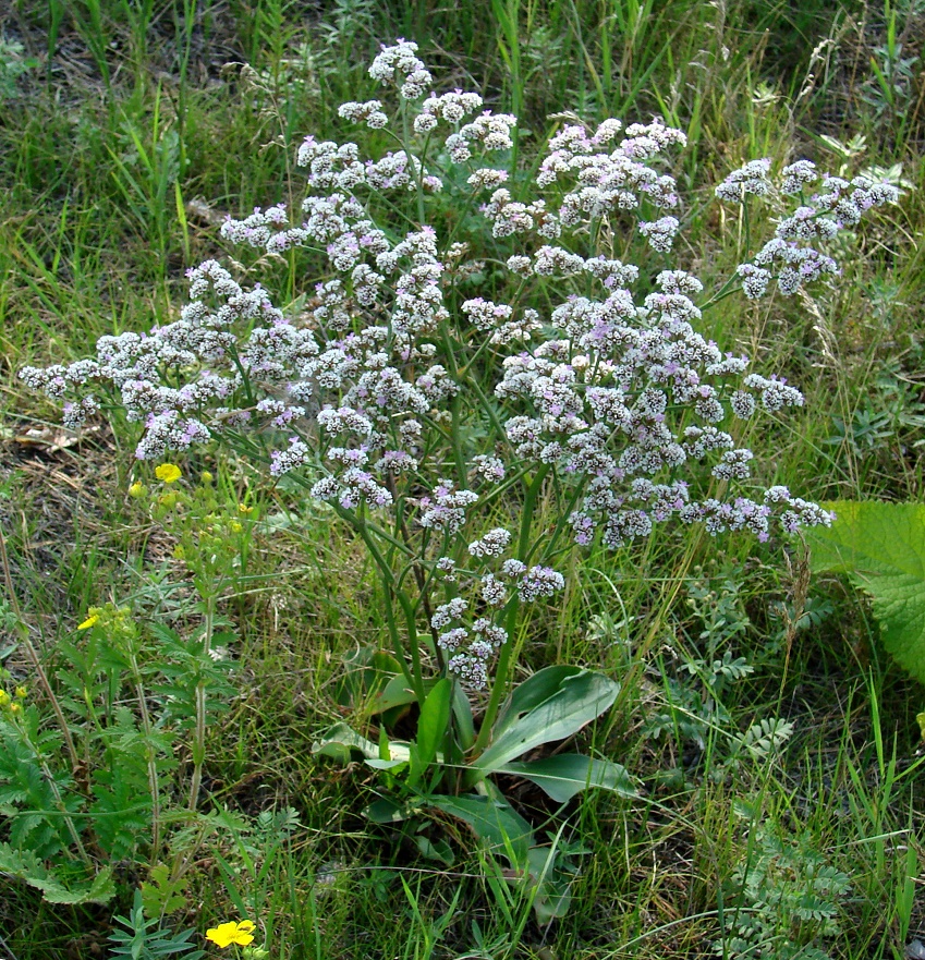 Изображение особи Goniolimon speciosum.