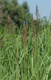 Calamagrostis epigeios. Верхушки побегов с соцветиями. Восточный Казахстан, г. Усть-Каменогорск, правый берег р. Иртыш, луг. 04.07.2017.