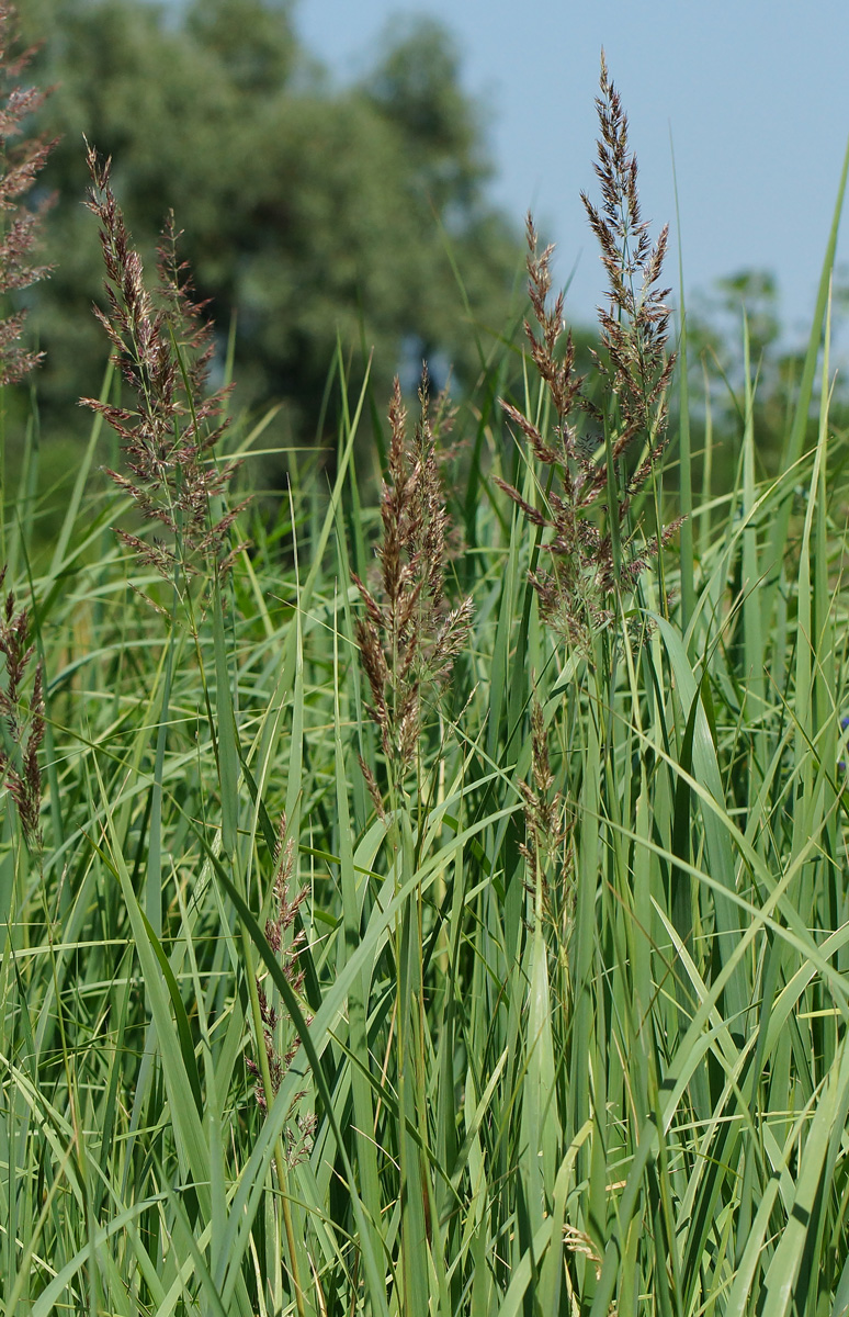 Изображение особи Calamagrostis epigeios.