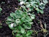 Bellis perennis