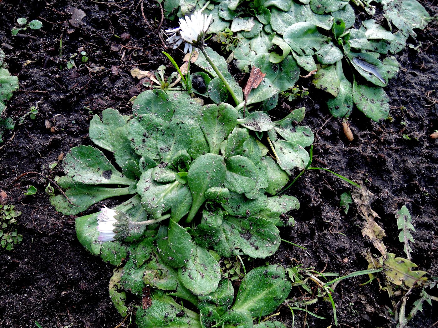 Image of Bellis perennis specimen.