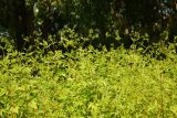 Bidens frondosa. Заросли цветущих растений. Восточный Казахстан, г. Усть-Каменогорск, берег р. Ульба, влажный луг. 27.08.2017.