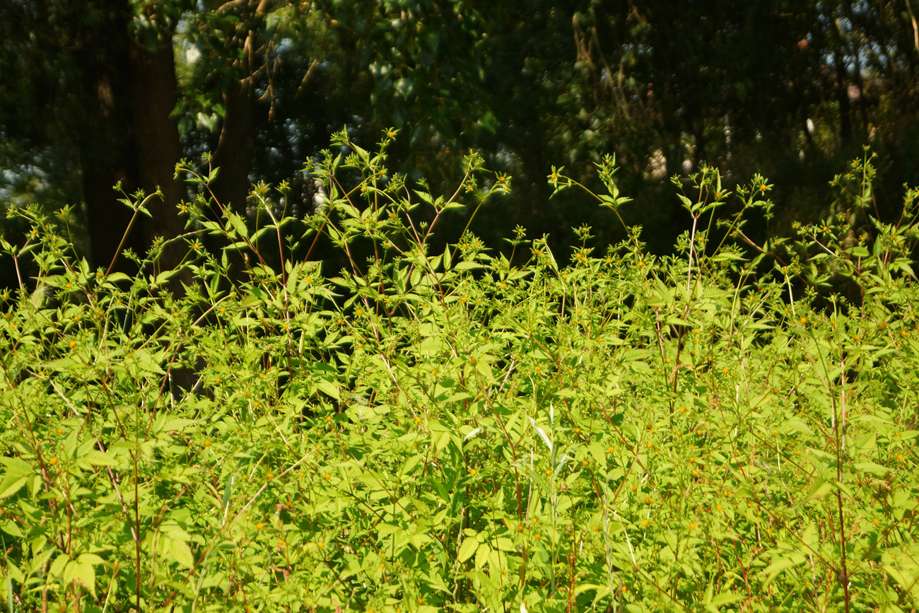 Image of Bidens frondosa specimen.