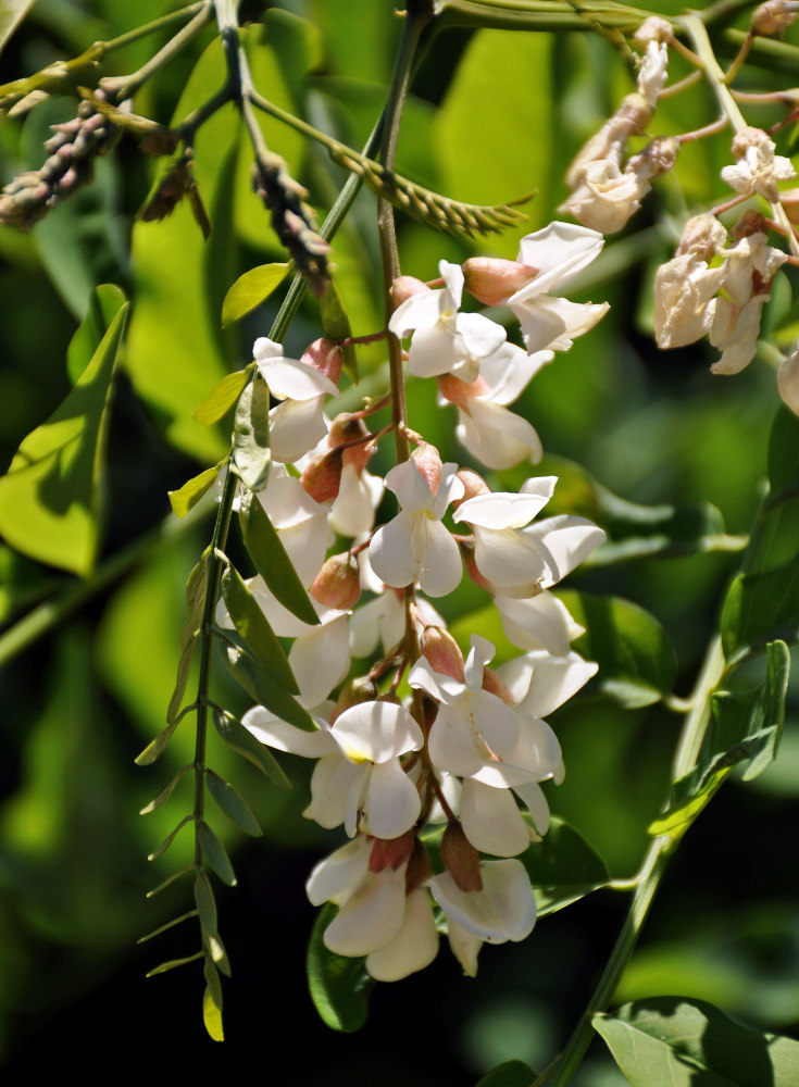 Изображение особи Robinia pseudoacacia.