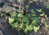 Fallopia convolvulus