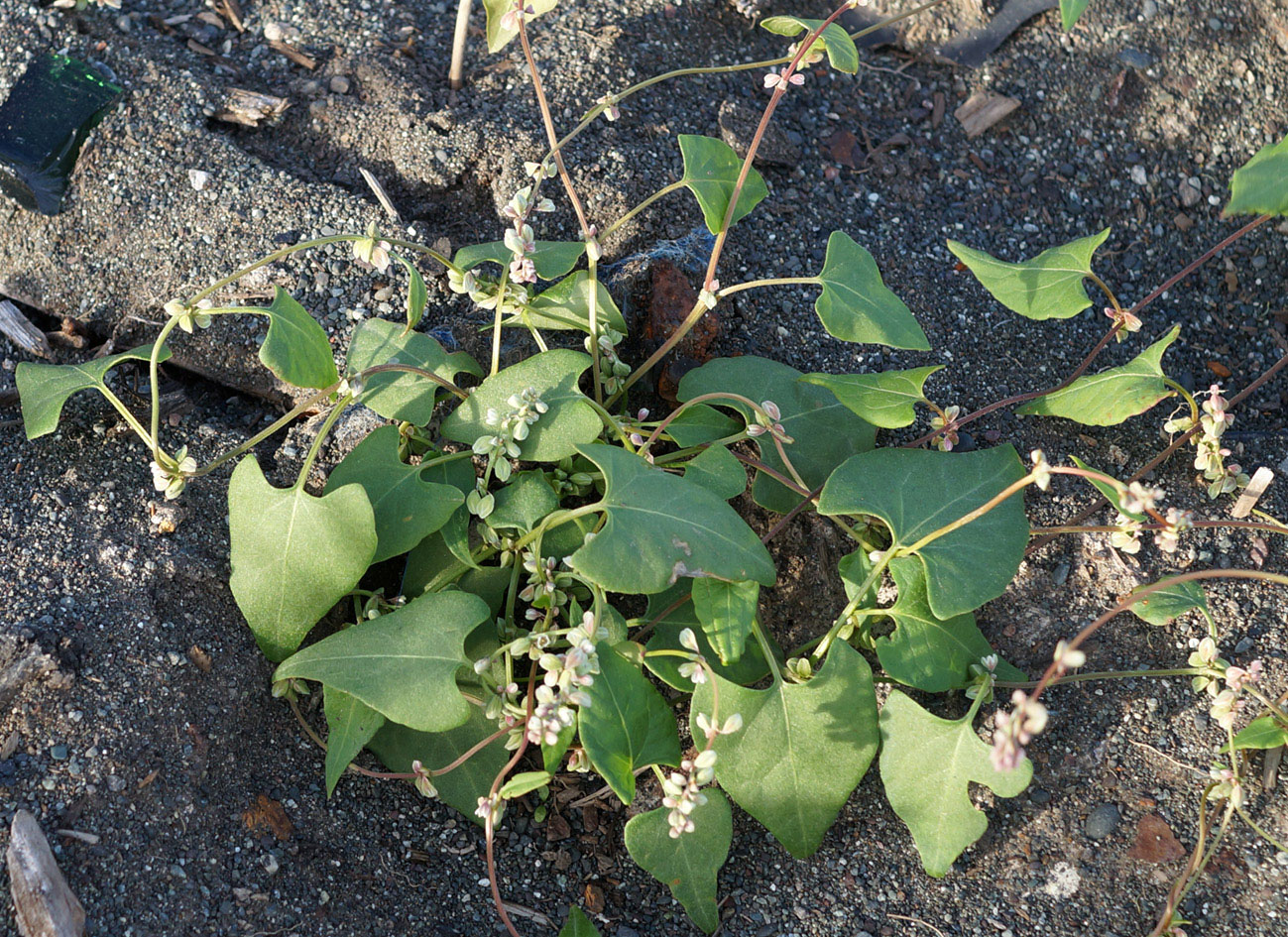 Image of Fallopia convolvulus specimen.