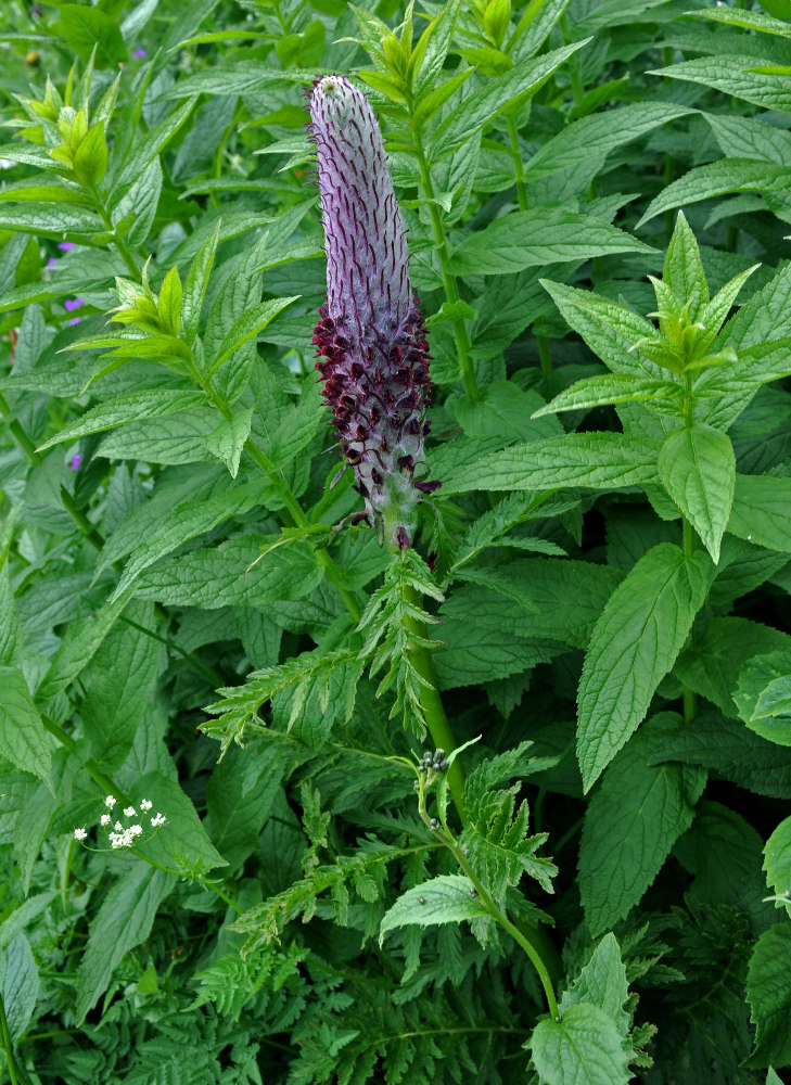 Image of Pedicularis atropurpurea specimen.