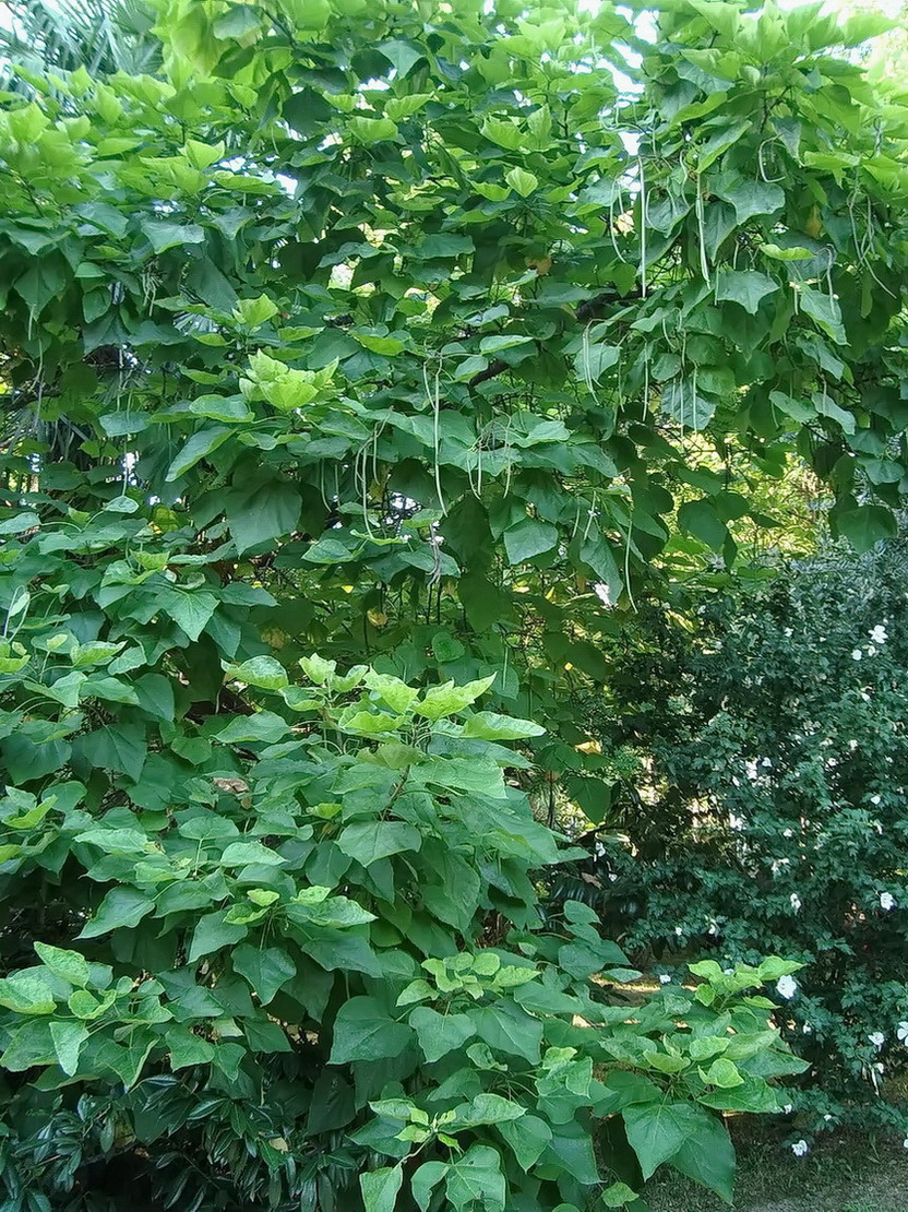 Изображение особи Catalpa bignonioides.