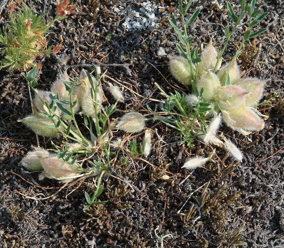 Изображение особи Oxytropis peschkovae.