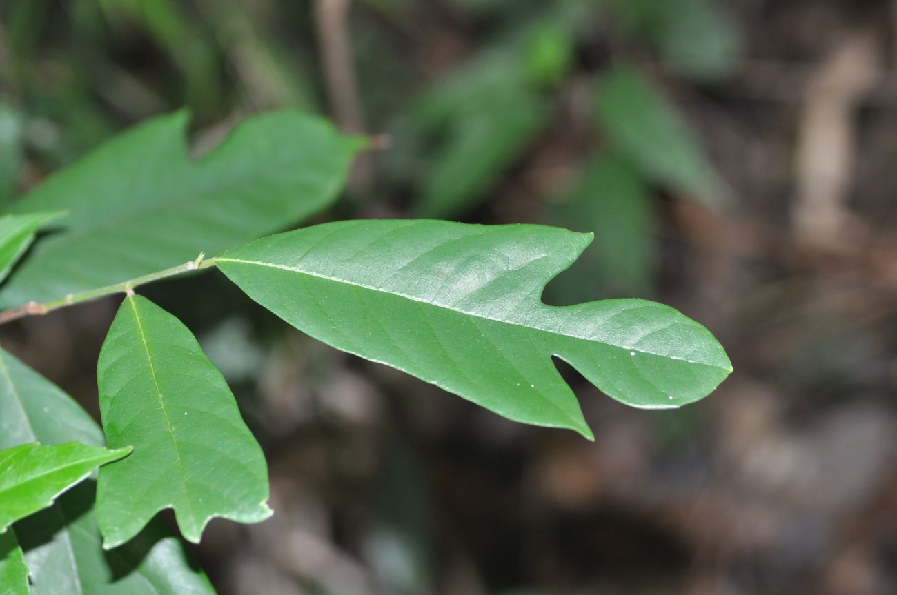 Image of class Magnoliopsida specimen.