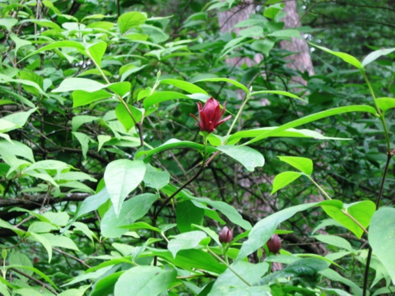 Изображение особи Calycanthus floridus.