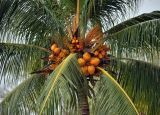 Cocos nucifera. Верхушка растения с соцветием и плодами разной степени зрелости. Малайзия, о-в Пенанг, окр. г. Джорджтаун, песчаный пляж. 05.05.2017.